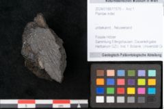 Foto (Objekt + Etikett) von Plantae indet.  (NHMW-GEO-2024-0188-11576)